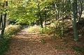 Sous bois